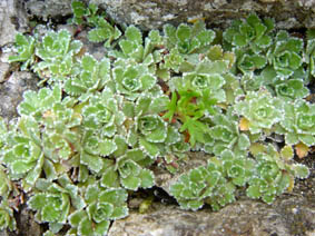 Saxifraga paniculata (Picos de Europa)